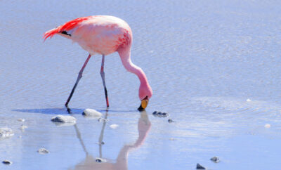 Où observer les flamants roses près de Carnon : le site du Méjean