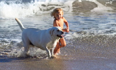 Aller à la plage avec son chien à Carnon et Palavas : ce qui est autorisé